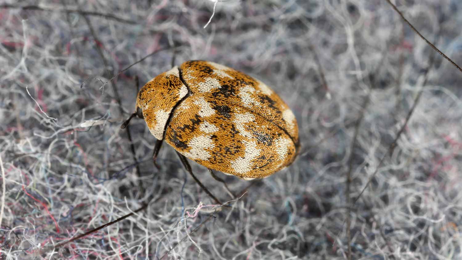 close up of carpet beetle on grey carpet