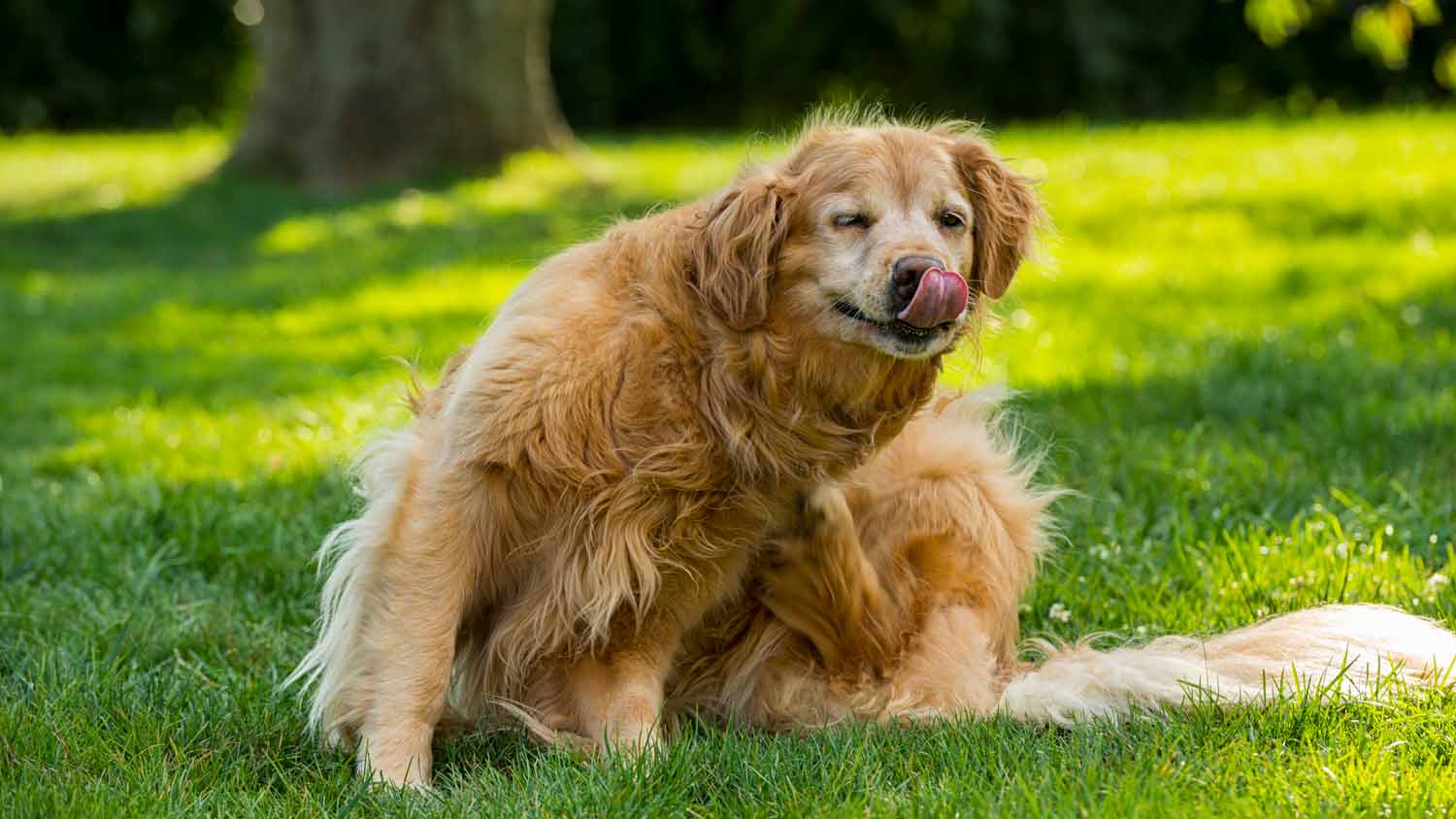 older golden retriever scratching in the yard