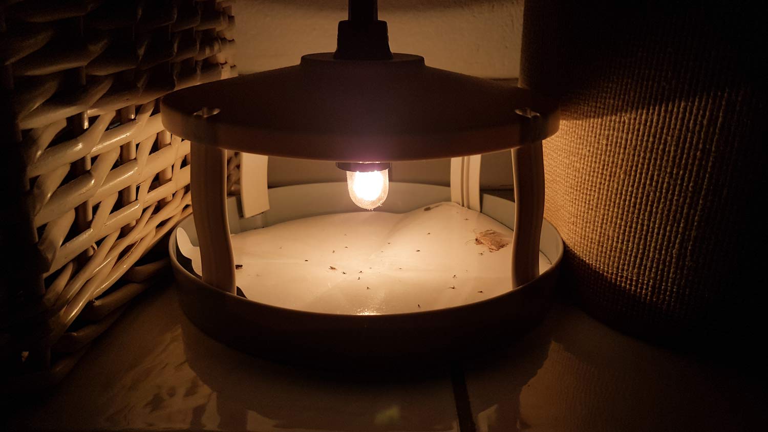 insect flea trap at night