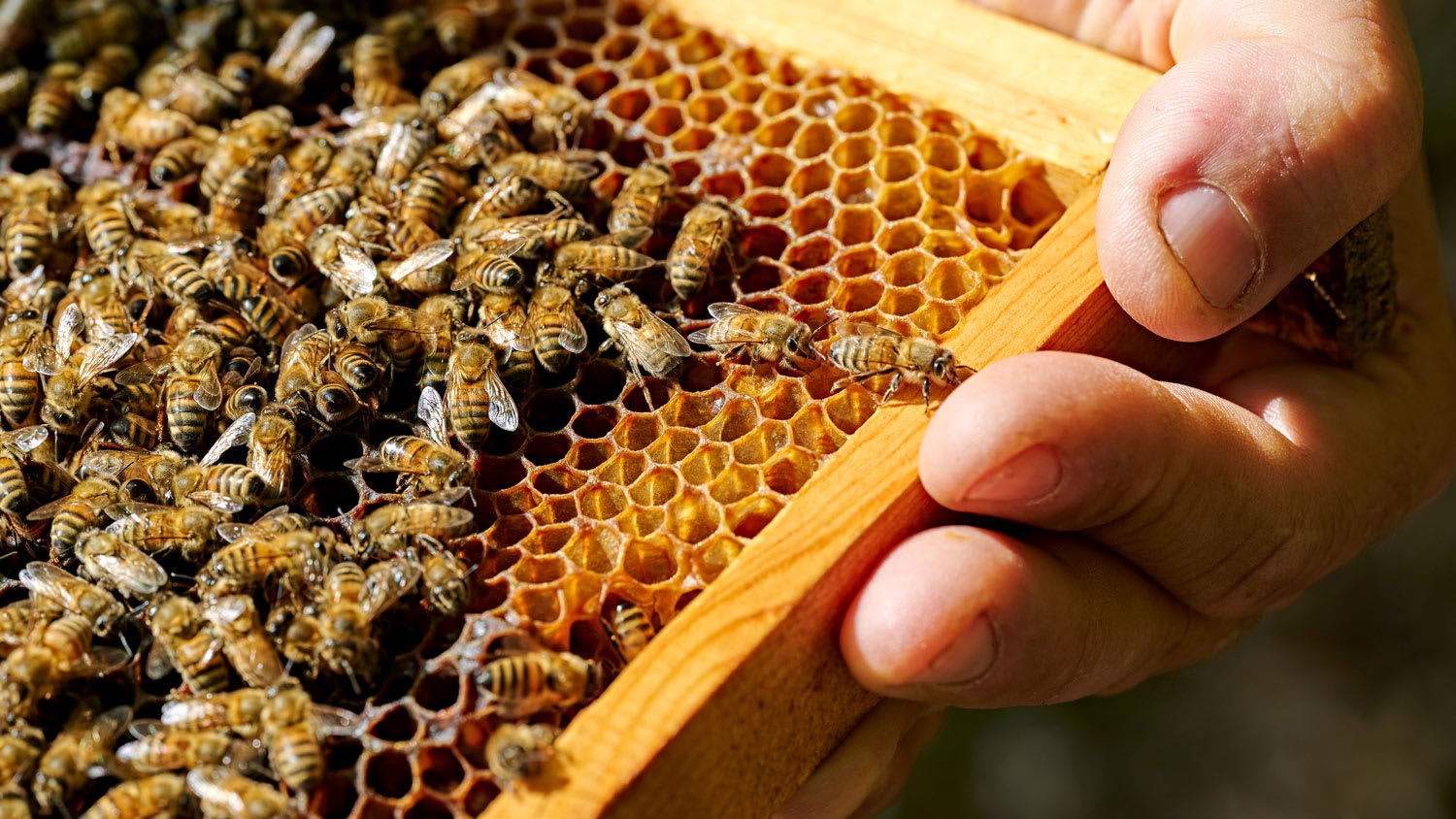 Beekeeper with hive