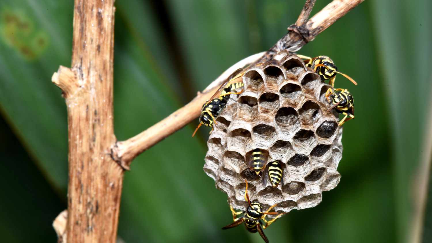 Wasp nests and wasps