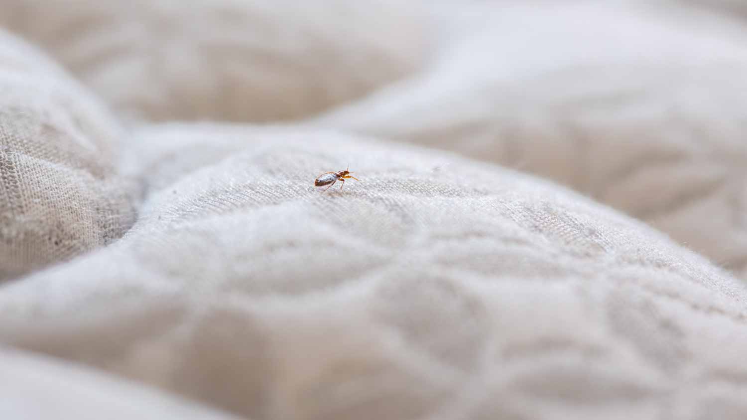 Man checking bed bug infestation