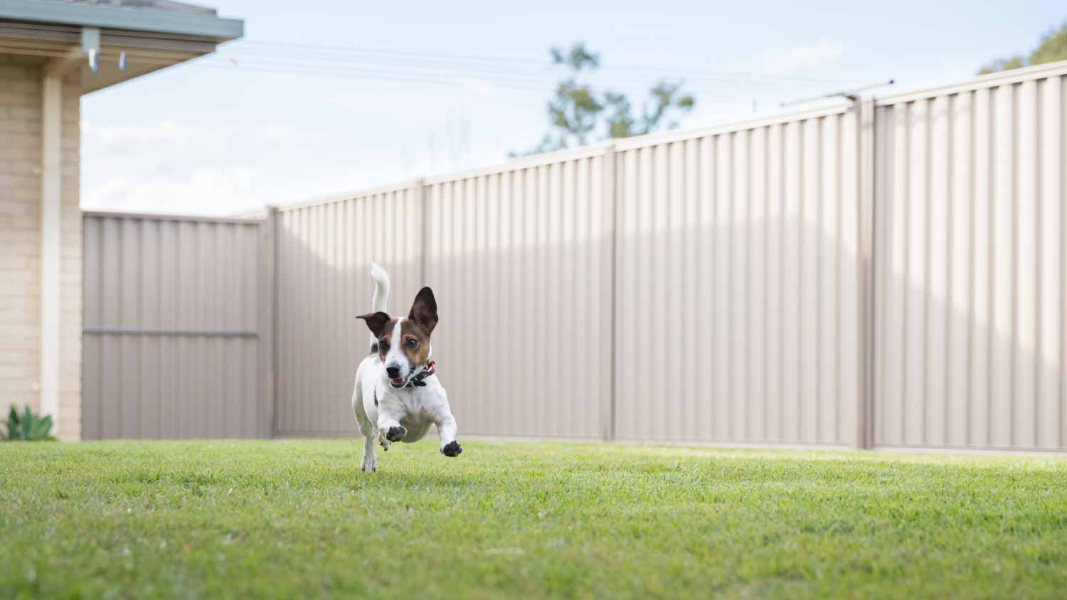 Dog running in backyard