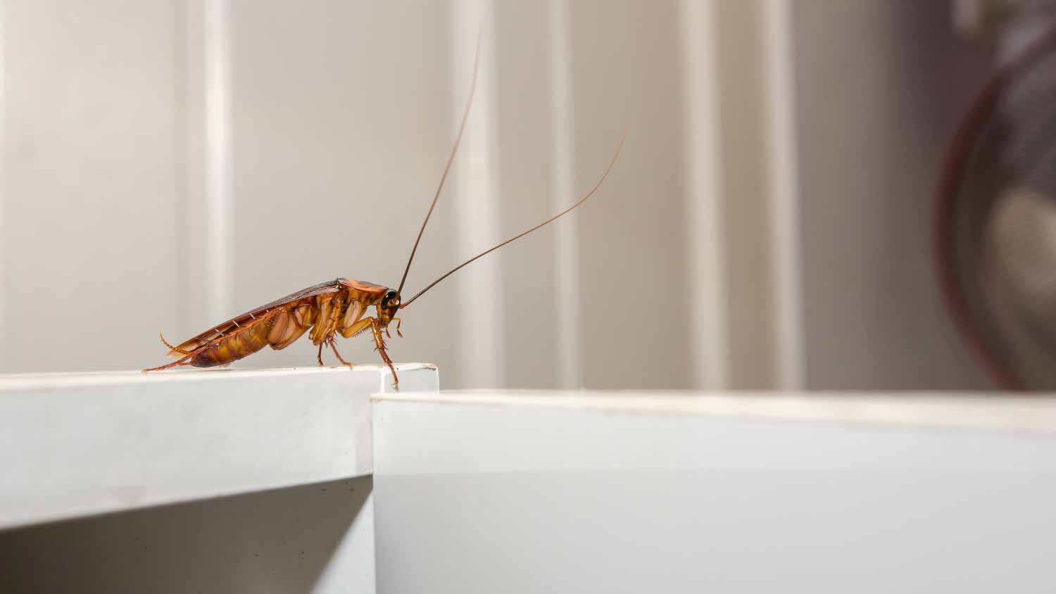 Cockroach on white cupboard