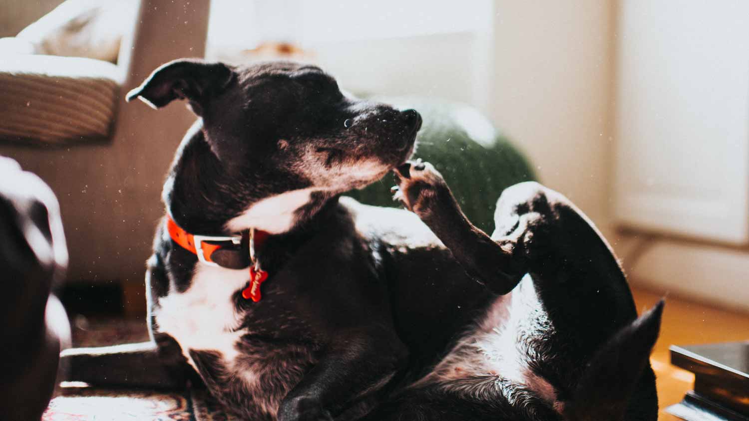 Black dog scratching