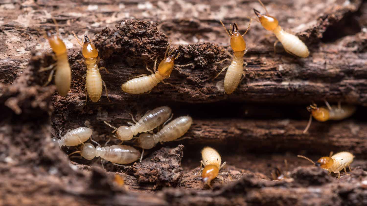 Close up of termites