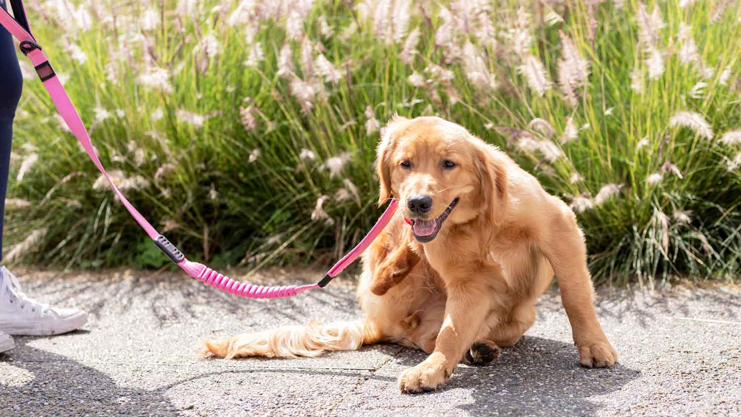 Golden Retriever at the park scratching fleas