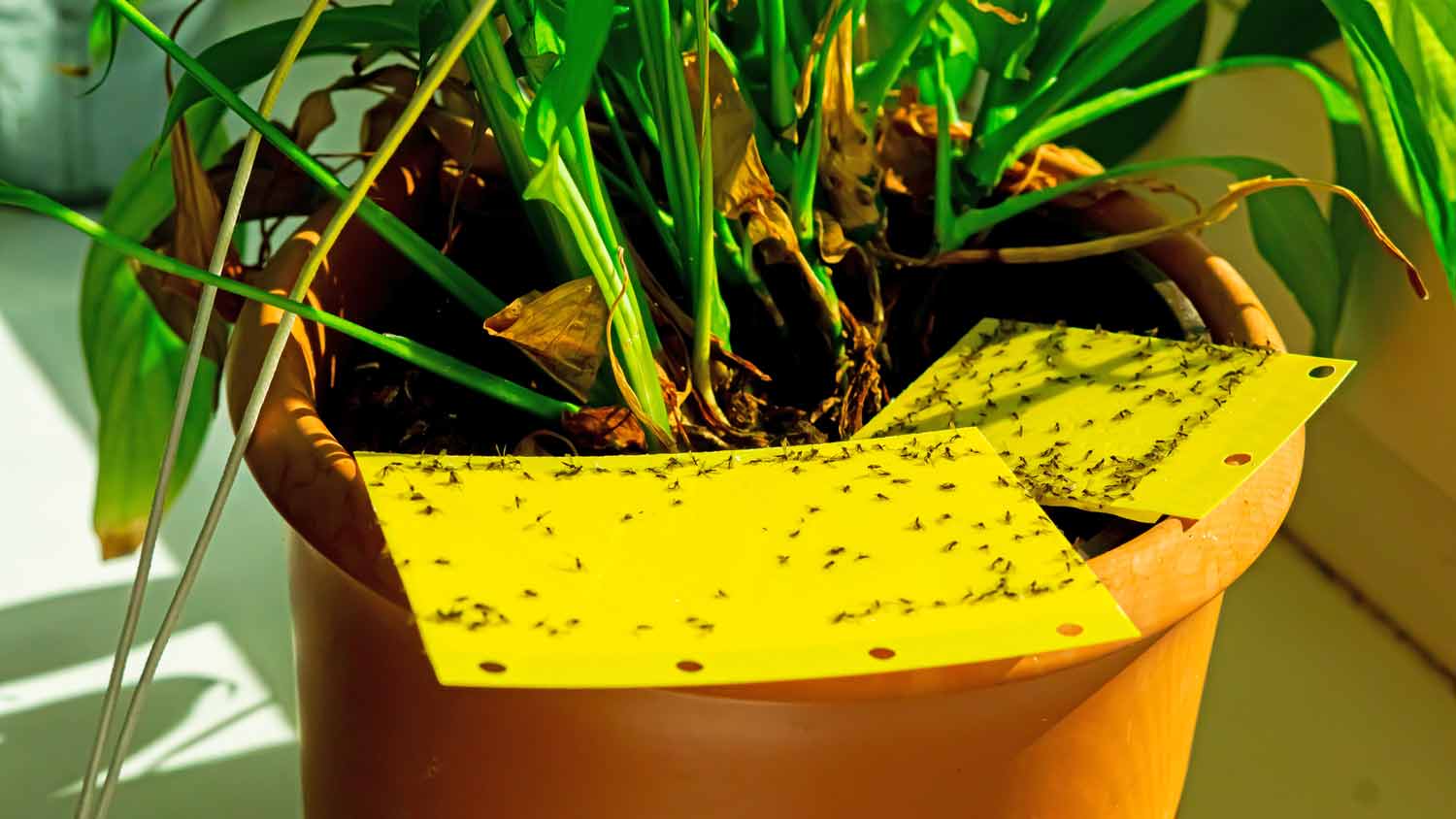 yellow fungus gnat trap by plants