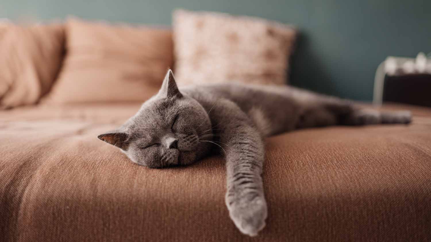 Cat sleeping on a couch