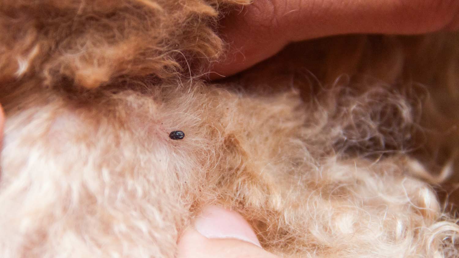 close up of flea on dog’s belly