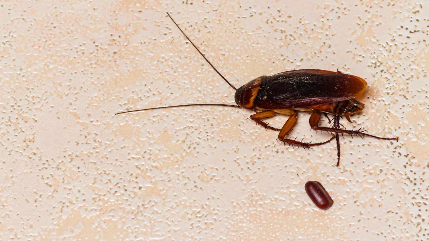 dead roach next to eggs on the floor