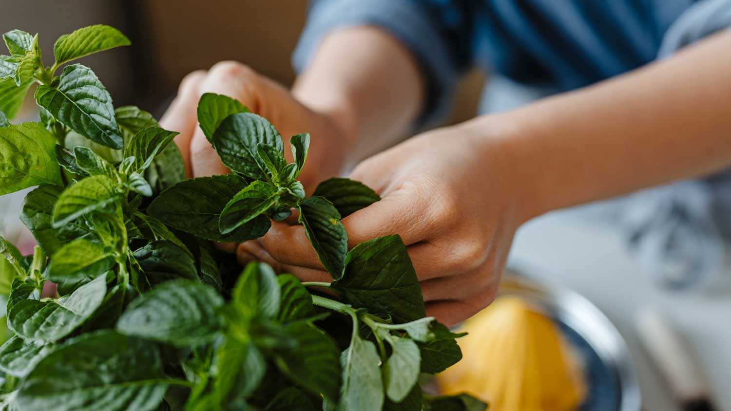 woman plucking mint leaf