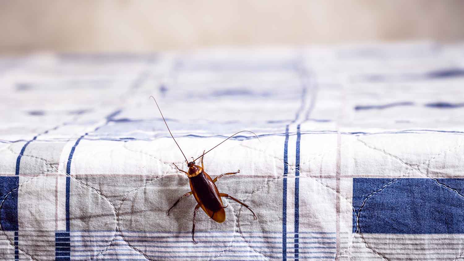 A cockroach climbing on a kitchen table