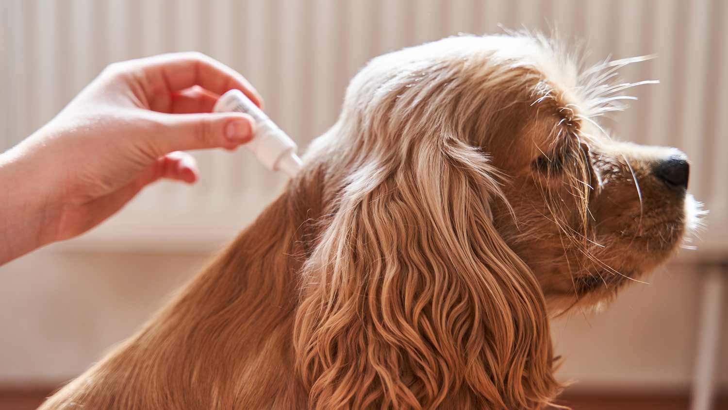 dog getting treated for fleas by owner