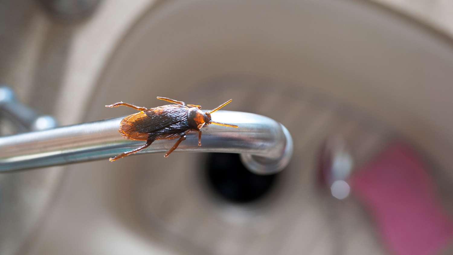 roach on kitchen water faucet