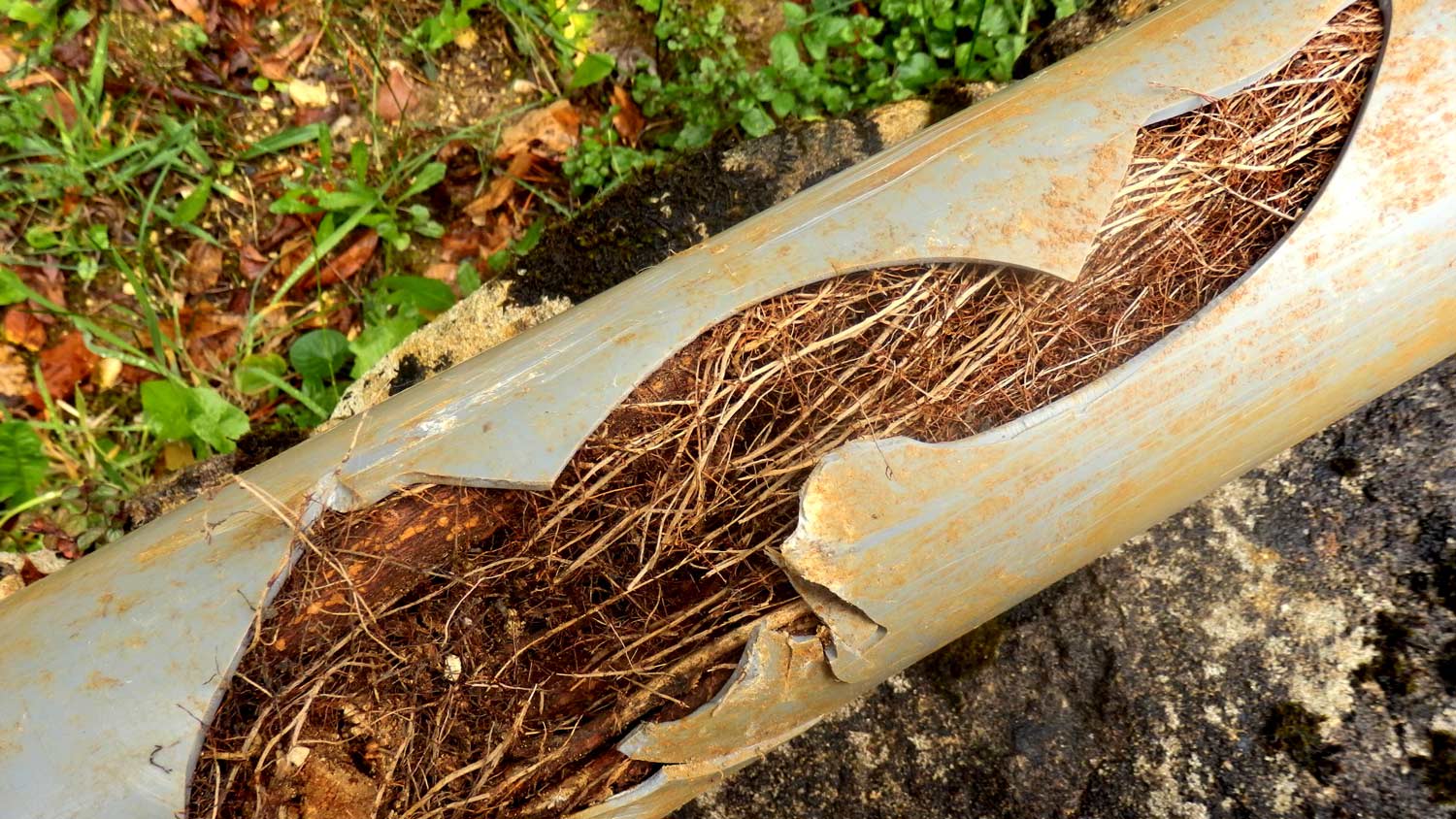 roots bursting out of pipes
