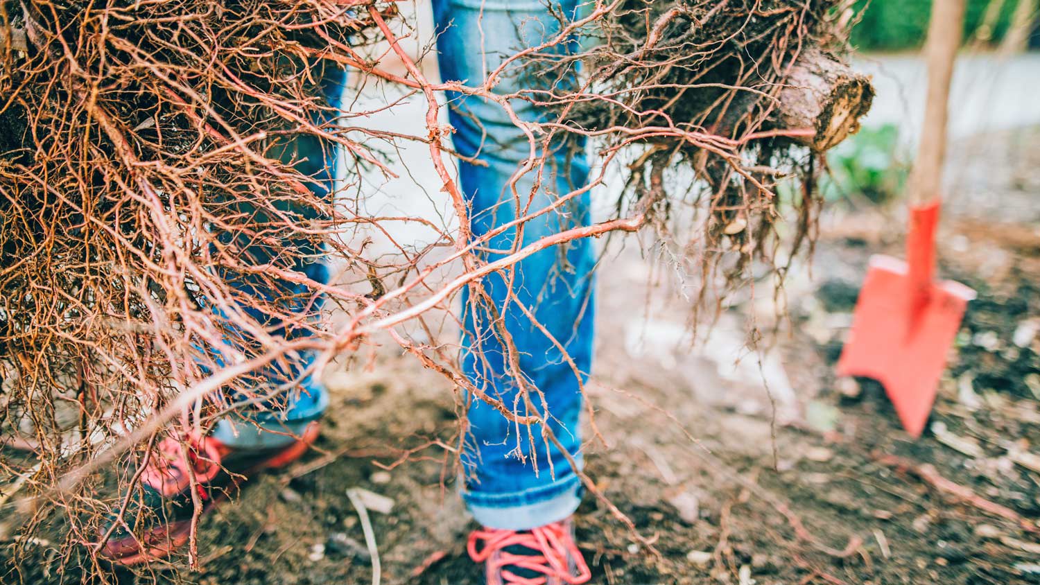 Woman holding big roots
