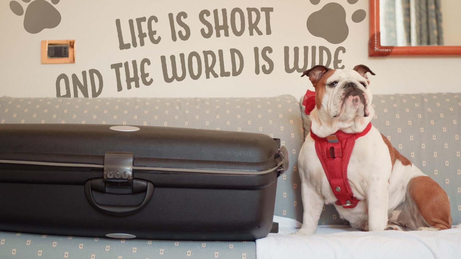 A dog posing in front of a wall with lettering
