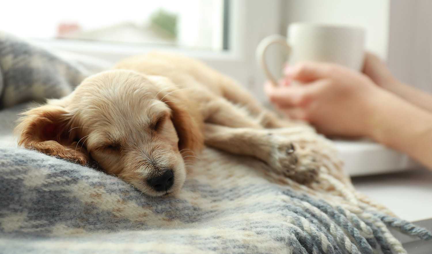 Puppy sleeps on blanket near person holding coffee cup