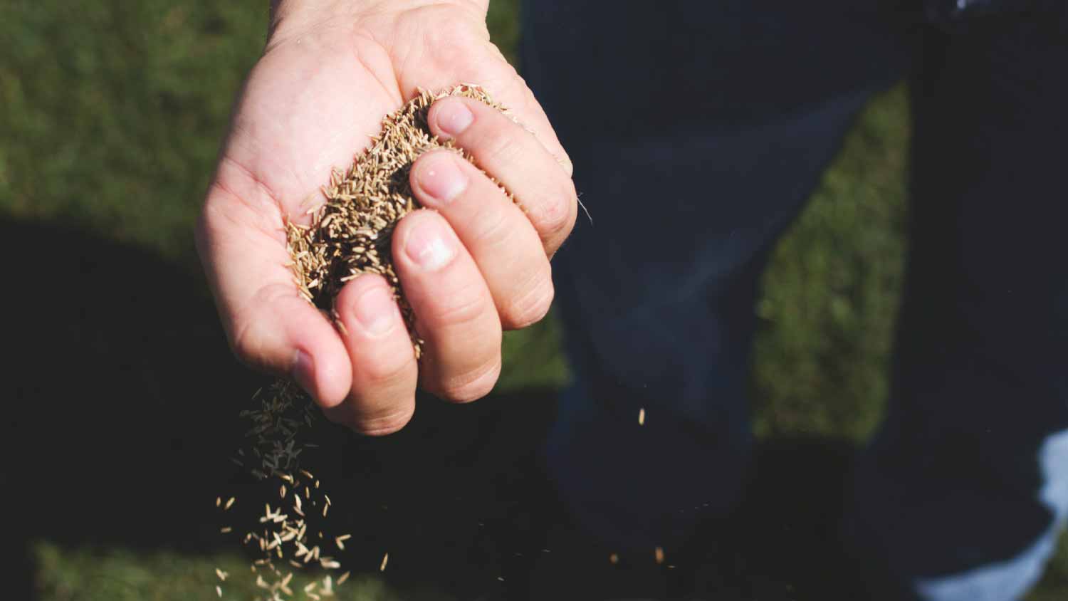 Hand holding seeds