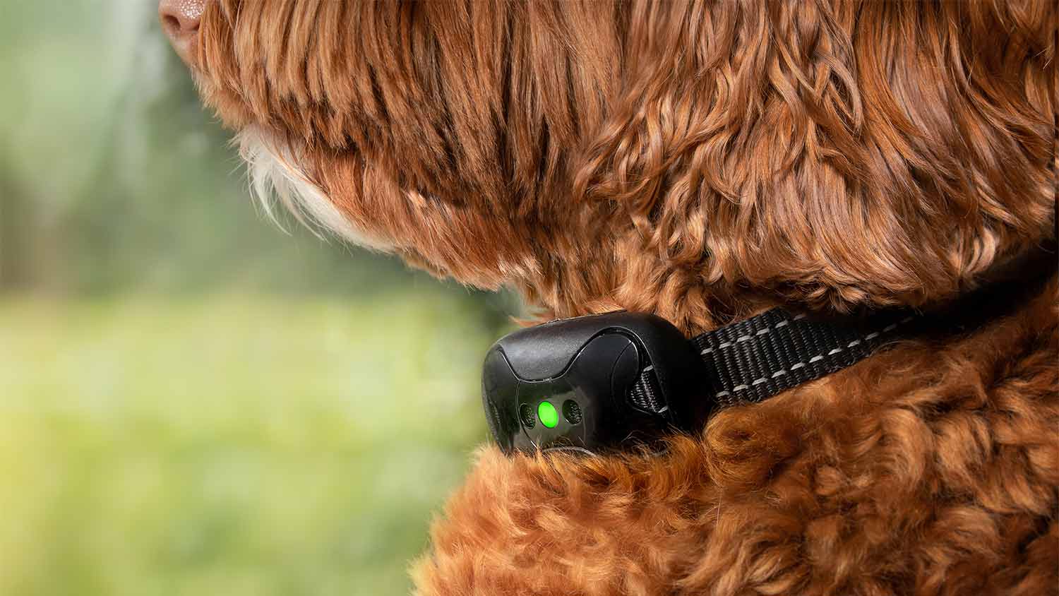close up of brown dog with training collar