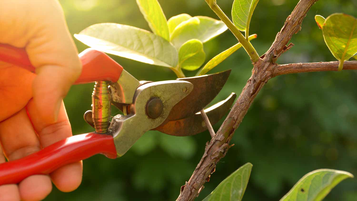 Gardener pruning trees