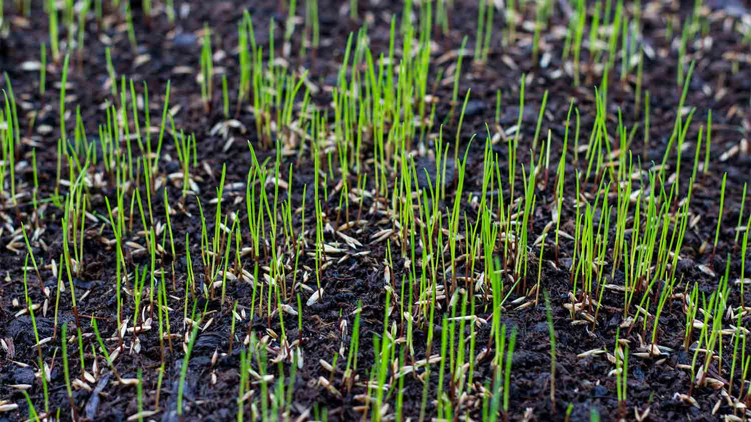 growing grass in the yard