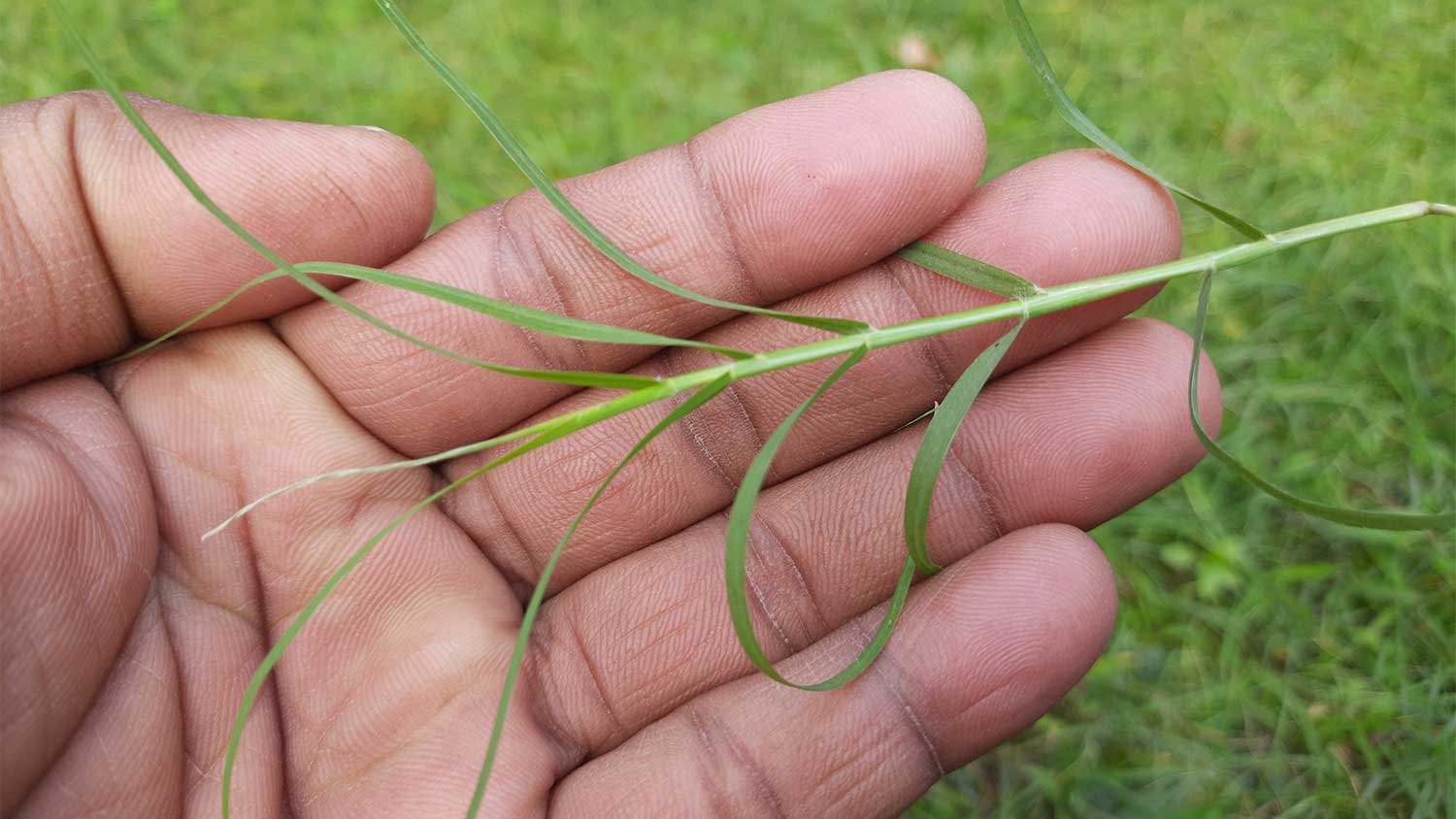 man holding a piece of bermuda grass