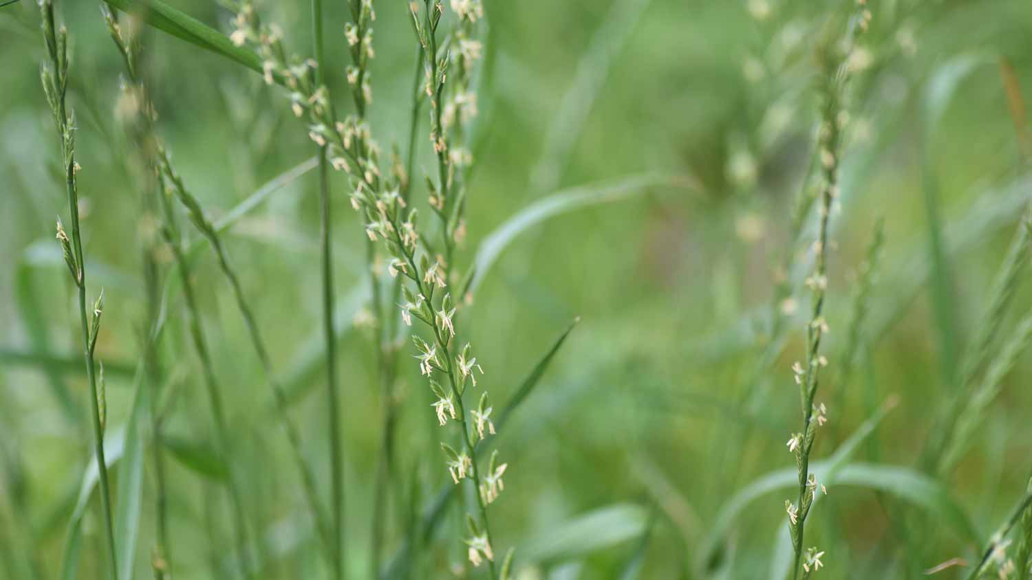 Close-up of ryegrass flowers