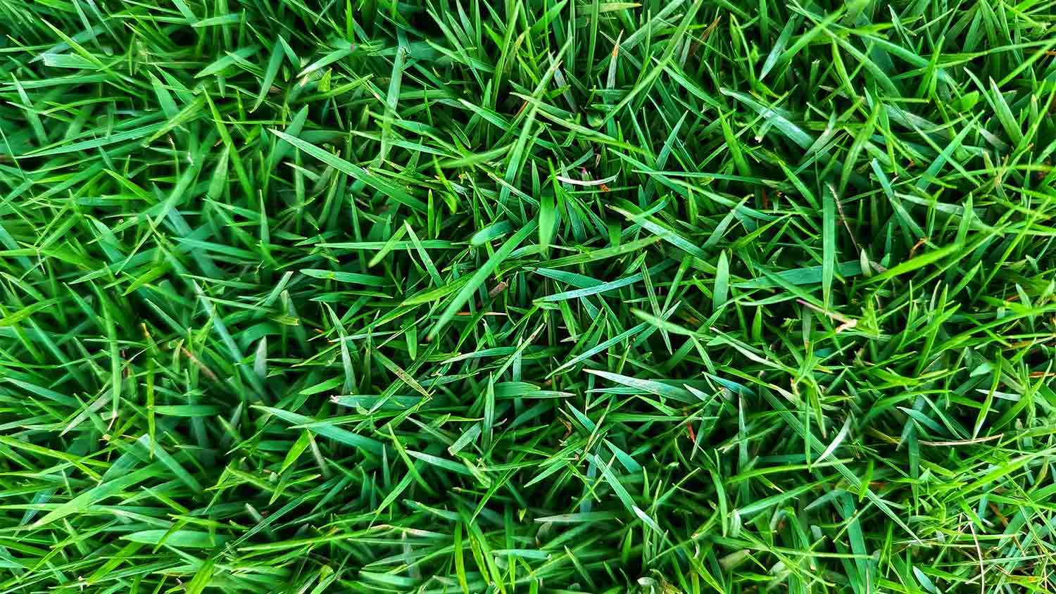 close up of zoysia grass