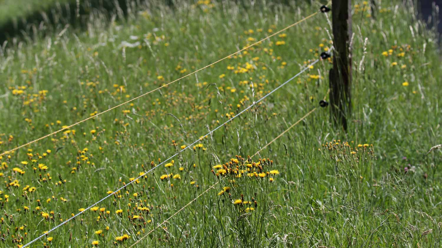 Electric fencing around pasture