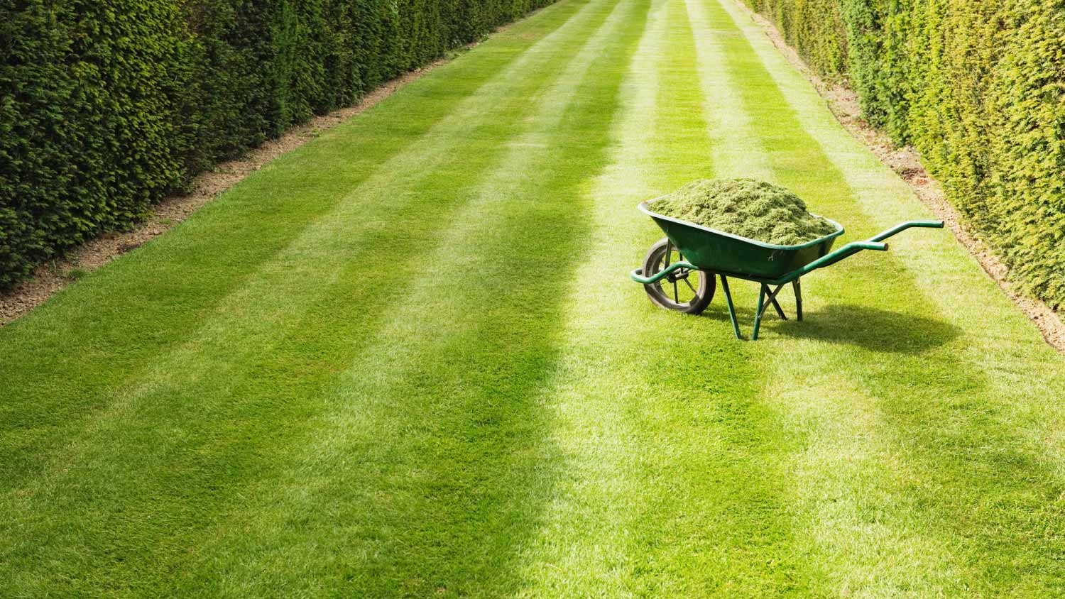 Wheelbarrow full with grass