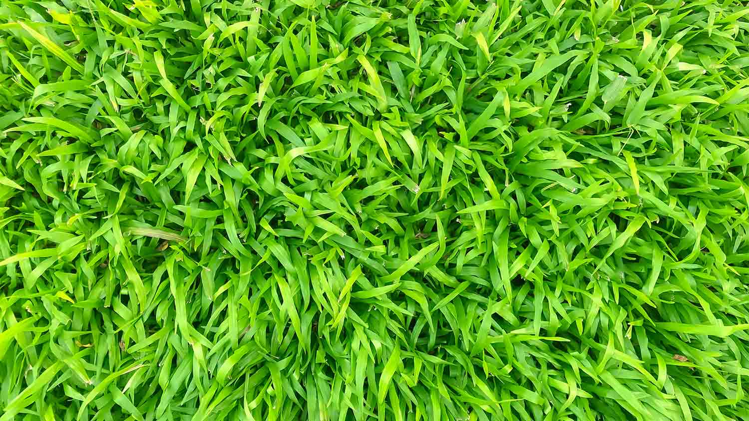 close up centipede grass texture