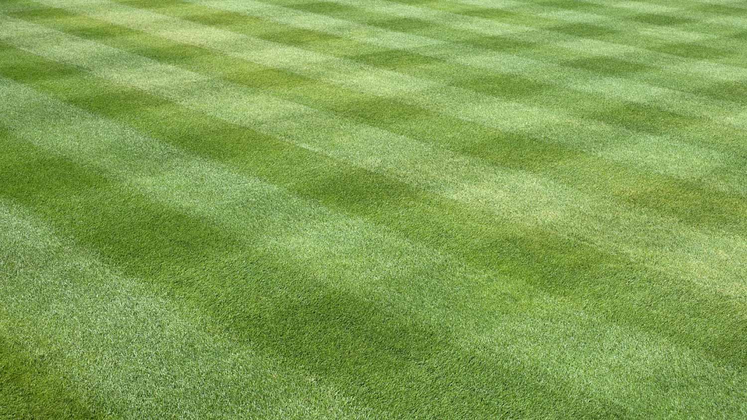 A freshly mown grass lawn