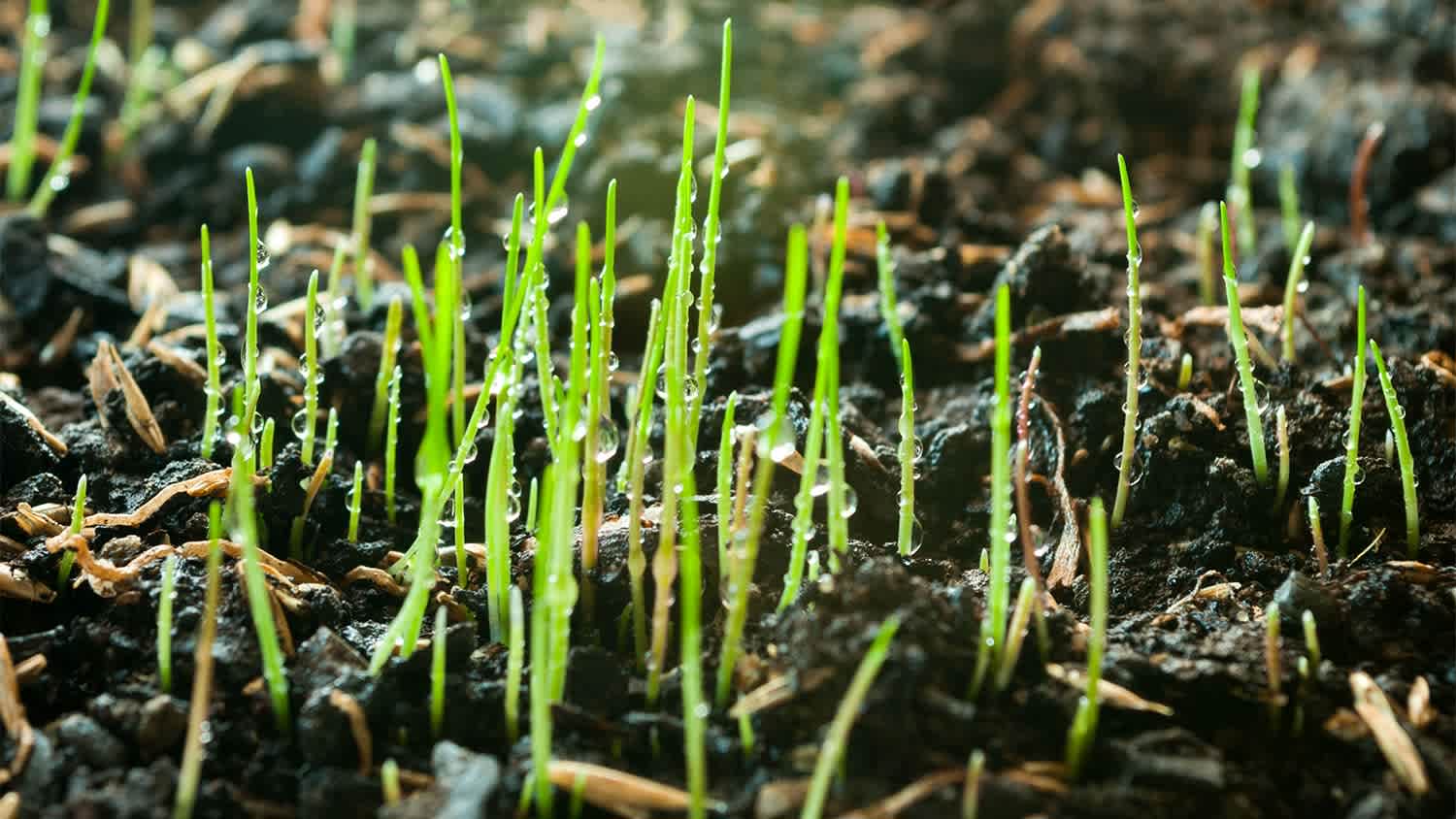 Fresh green spring grass with dew drops