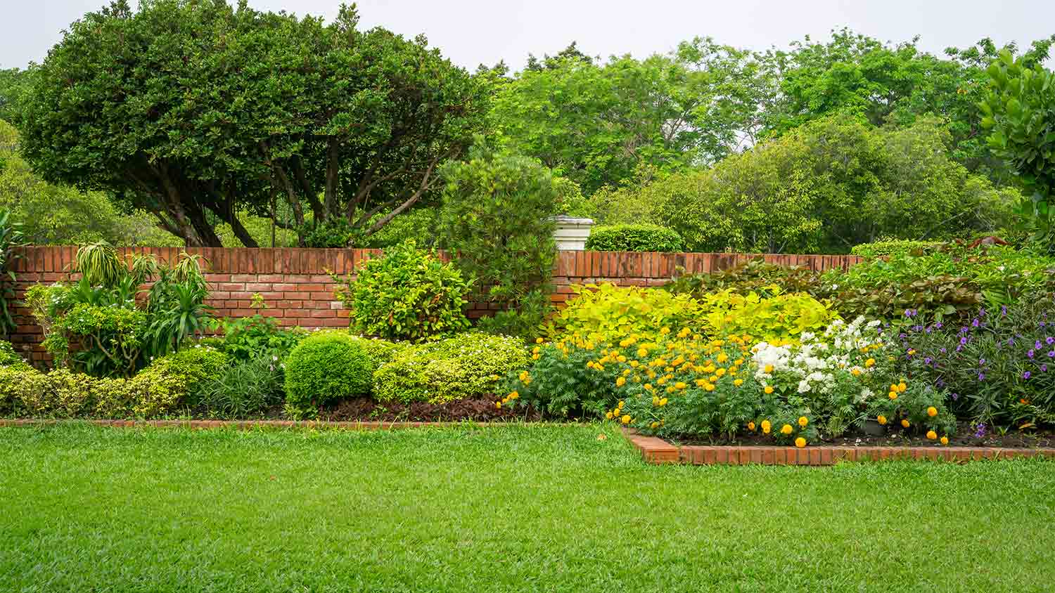 lush green grass in garden