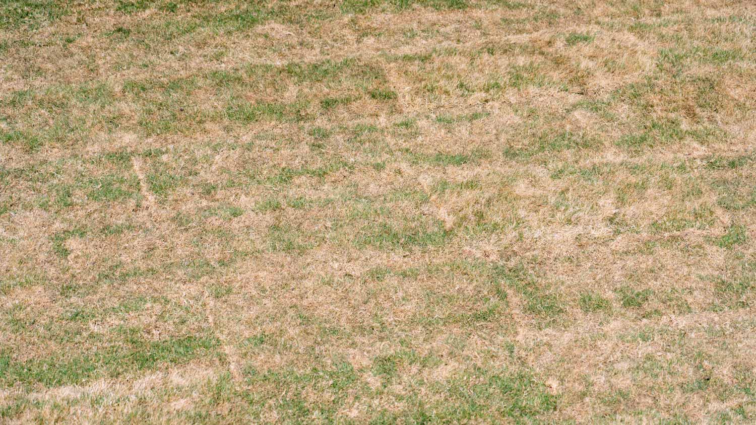 Patchy brown grass with some green grass