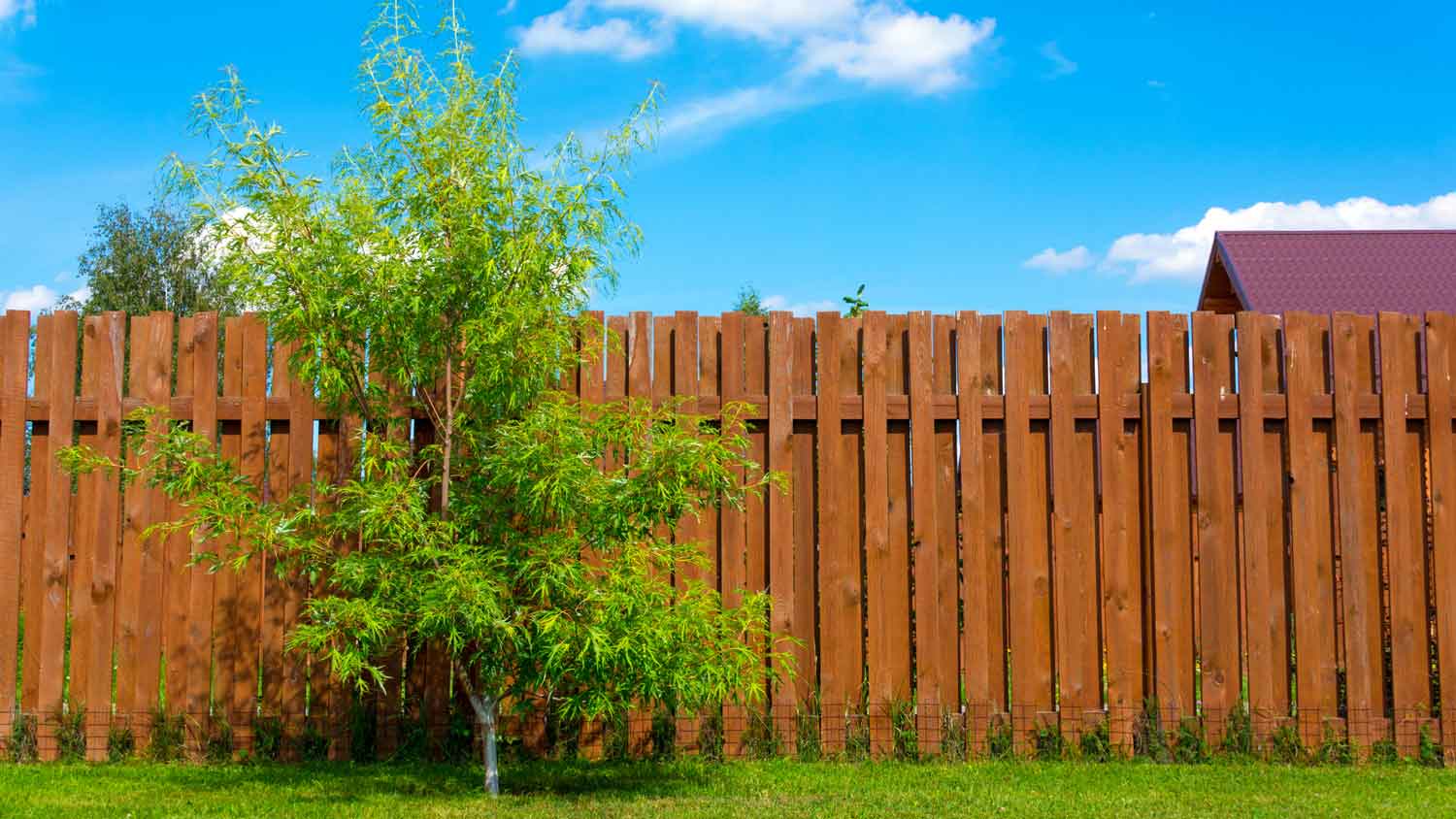 A redwood fence on a sunny day