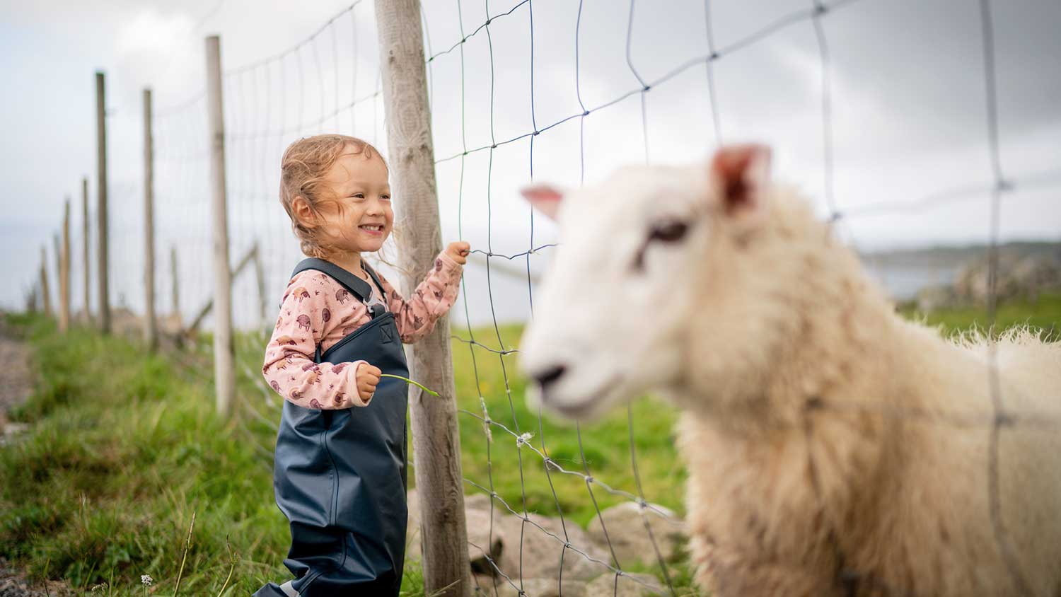 Child looking at a sheep poking through the fence