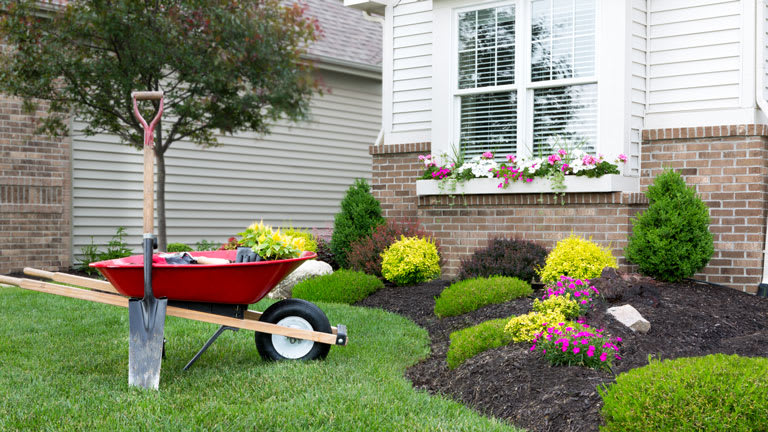 Planting a celosia flower garden around a house