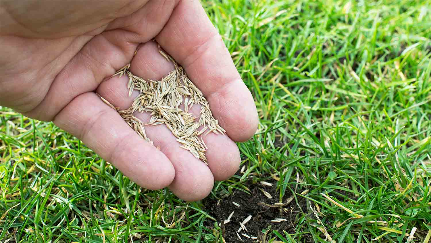 man planting grass seeds in dirt