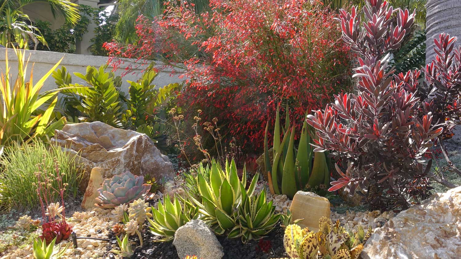 A gorgeous xeriscape with a variety of flowering plants