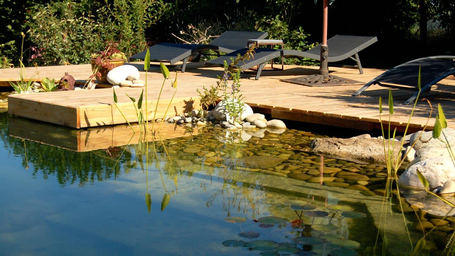 A natural swimming pond