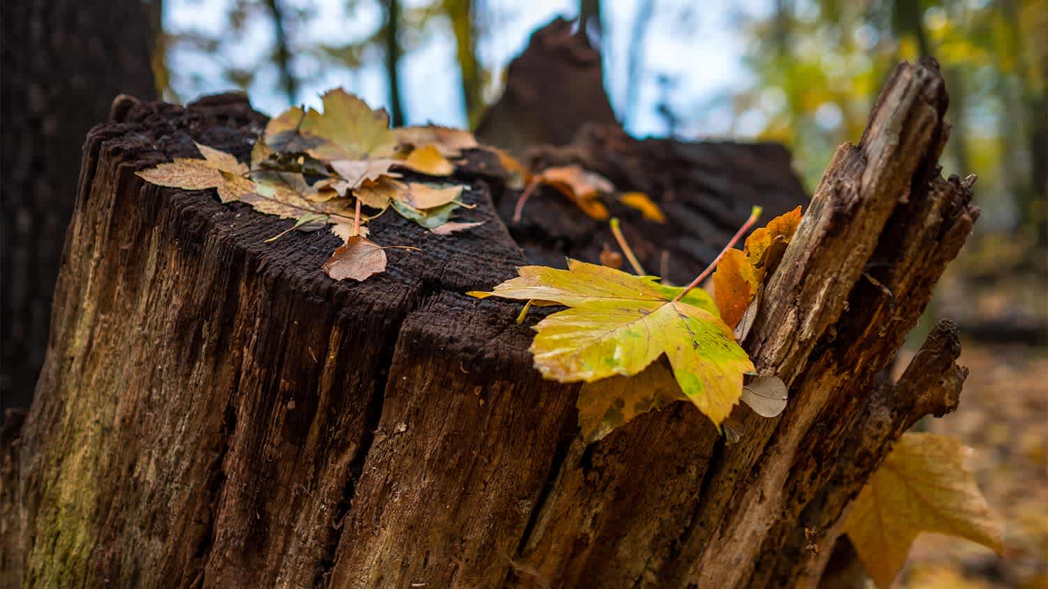 dry fallen leaves on tree stump