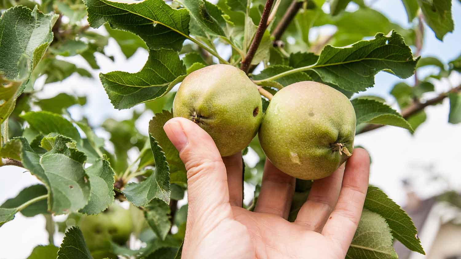 Hand picking unripe apples from a tree