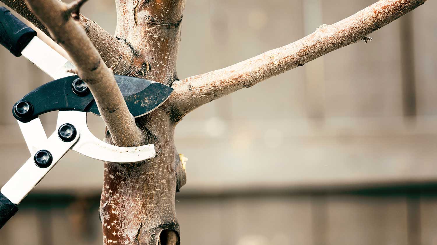 Pruning lower apple tree branches