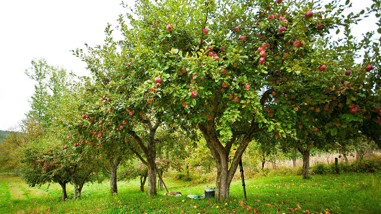 Mature apple trees in an orchard