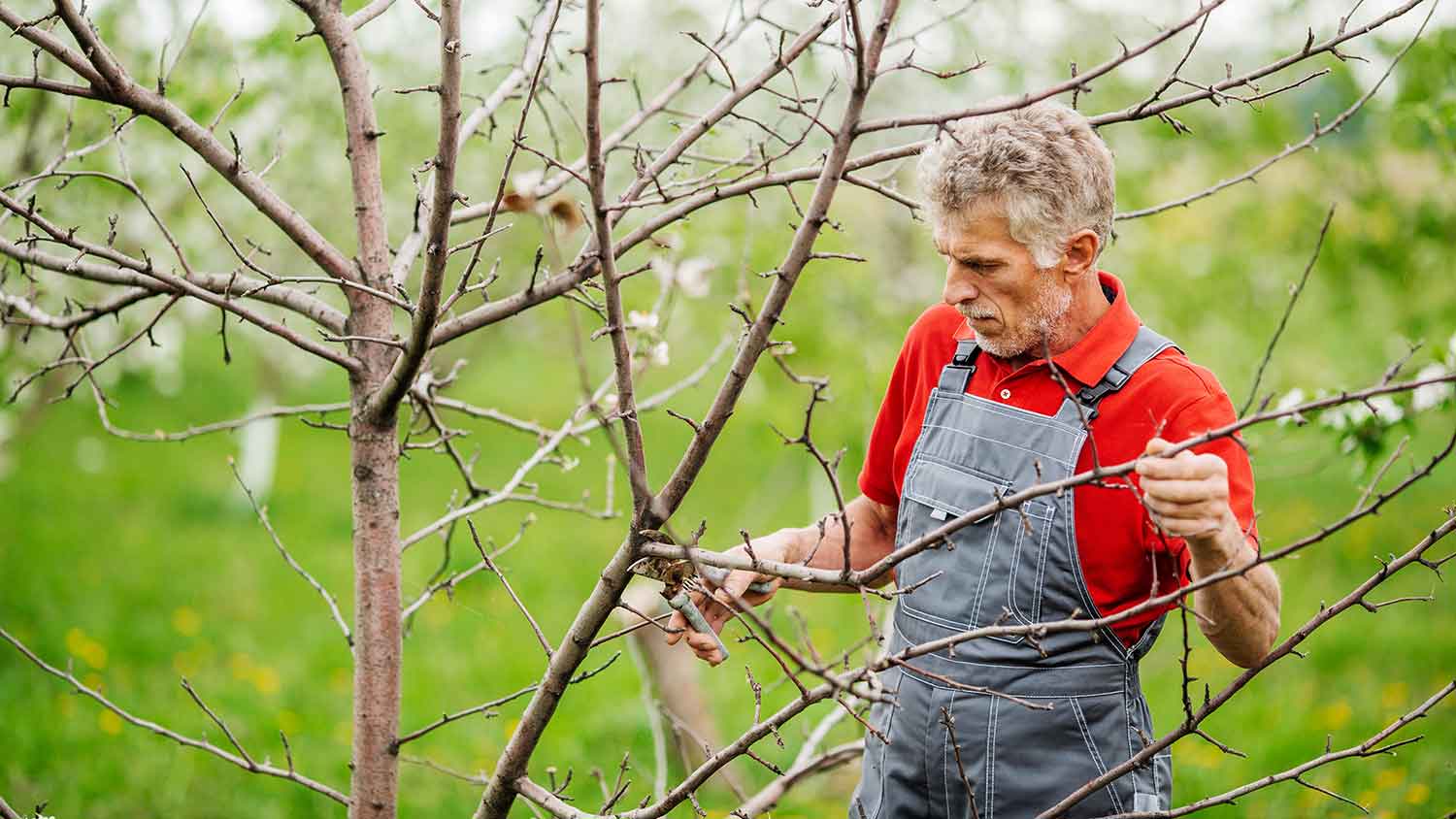 Gardener wearing overalls pruning an apple tree in the backyard