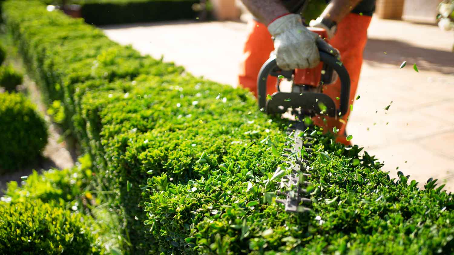 Shrub trimming in action with a hedge trimmer