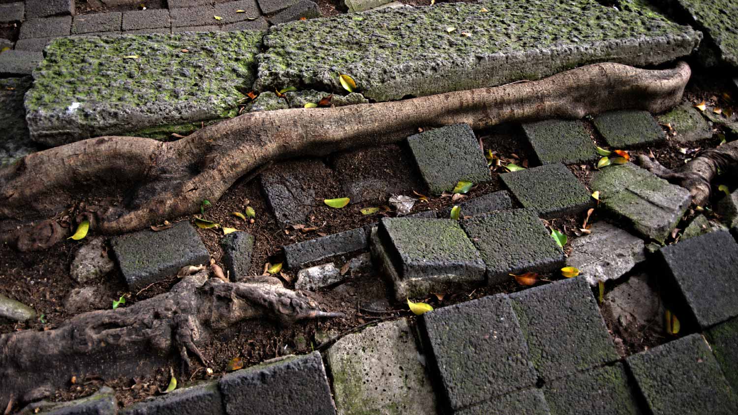 Tree roots lift concrete and paving stones